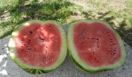 梦见偷瓜吃西瓜,偷瓜吃瓜的奇幻之旅