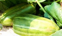 秋天了吃瓜,秋季吃瓜指南