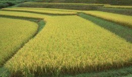 稻田里吃瓜文案,稻田里的甜蜜诱惑