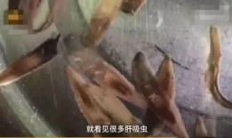 广西灌醉吃瓜事件,一场意外引发的公共安全风波