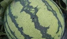 吃美都麒麟瓜,夏日消暑佳品，品味独特口感之旅