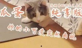 吃瓜了纯享版,带你领略全新娱乐体验