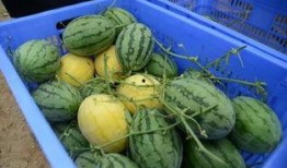 专吃瓜的群,网络社交的另类现象解析