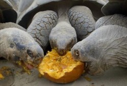 乌龟吃两瓜,探寻自然界的和谐共生