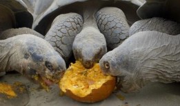 乌龟吃两瓜,探寻自然界的和谐共生