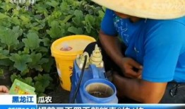 嘎嘎吃瓜记,揭秘娱乐圈幕后故事