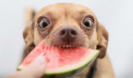 狗可以吃浦瓜,揭秘浦瓜的神奇魅力