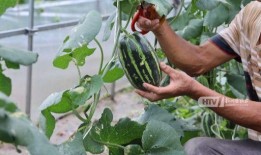 秋天了吃瓜,秋季吃瓜指南