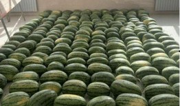 校园吃瓜趣事,那些让人捧腹的吃瓜趣事