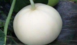 羊吃梨瓜吗,揭秘羊儿为何不吃梨瓜之谜