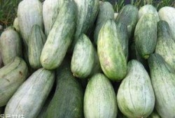 吃酥瓜的,夏日消暑新宠