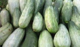 吃酥瓜的,夏日消暑新宠