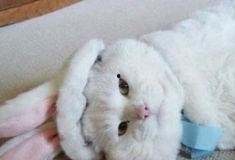 吃瓜的兔纸,揭秘娱乐圈那些事儿