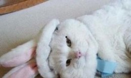 吃瓜的兔纸,揭秘娱乐圈那些事儿