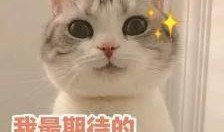 五一吃瓜今日吃瓜热门大瓜胖猫,胖猫成热门大瓜，揭秘娱乐圈幕后故事