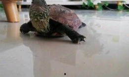 乌龟吃两瓜,探寻自然界的和谐共生