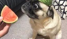 阿姨吃瓜的表情,揭秘生活百态