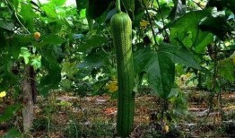 这个秋天可以吃瓜吗