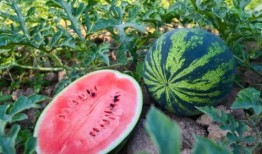 来安吃瓜,揭秘当地特色美食背后的故事