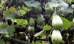 瓜被鸟吃还会结瓜吗,奇妙的自然循环现象