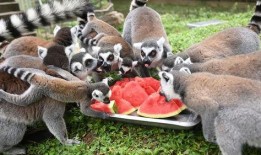 吃瓜的动物们,揭秘吃瓜动物们的趣味生活