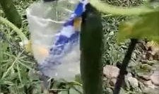 长垣最新吃瓜事件视频,视频揭秘惊人真相