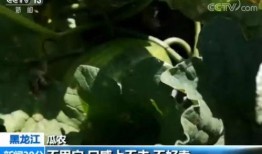 嘎嘎吃瓜记,揭秘娱乐圈幕后故事