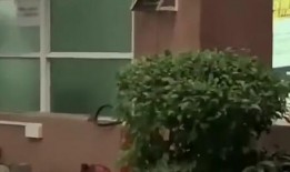 荆门吃瓜新闻,揭秘当地热点事件背后的真相