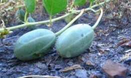 吐耳瓜尖尖可以吃吗,揭秘能否食用的奥秘