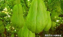 云南佛手瓜能深吃吗,云南佛手瓜的深度食用探索