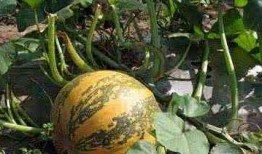 绞瓜可以吃籽吗,可食用之谜，揭秘其营养价值与食用方法