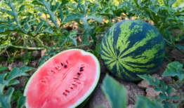 建宇吃瓜,揭秘娱乐圈幕后故事