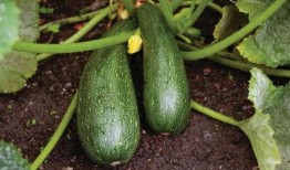 秋天了吃瓜,秋季吃瓜指南