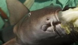 鲨鱼吃瓜的视频,揭秘海洋霸主如何享用神秘瓜果