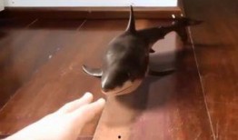 鲨鱼吃瓜的视频,揭秘海洋霸主如何享用神秘瓜果