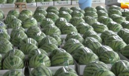 新农人吃瓜,农业现代化中的甜蜜变革