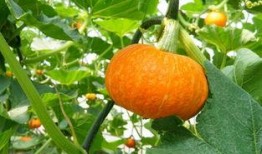 上海二院吃瓜,揭秘背后真相与争议