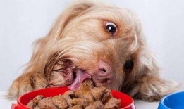 狗狗吃茭瓜视频,萌宠美食瞬间