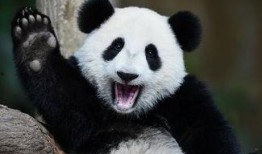 大熊猫吃瓜超长,超长萌态引网友热议