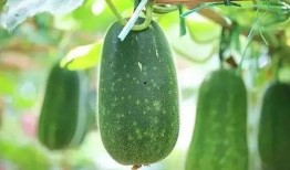 网上说的吃瓜,围观背后的社会心理与网络文化