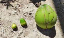 吃小白瓜利弊分析,营养与风险并存的夏日佳品