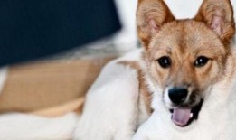 水瓜狗狗可以吃,营养美味，健康伴侣