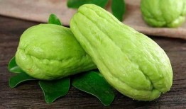 吐耳瓜尖尖可以吃吗,揭秘能否食用的奥秘