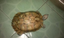 乌龟吃两瓜,探寻自然界的和谐共生