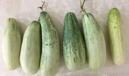 吃瓜群众吃青瓜视频,揭秘吃瓜群众与青瓜的欢乐互动