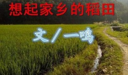 稻田里吃瓜文案,稻田里的甜蜜诱惑