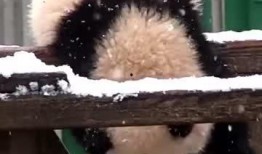 小熊吃瓜中,一场欢乐的夏日盛宴