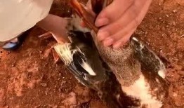 广西灌醉吃瓜事件,一场意外引发的公共安全风波