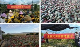 吃瓜基地飞聊,揭秘网络社交新潮流