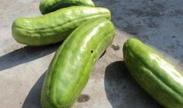 脆瓜可以怎么吃,创意烹饪新体验